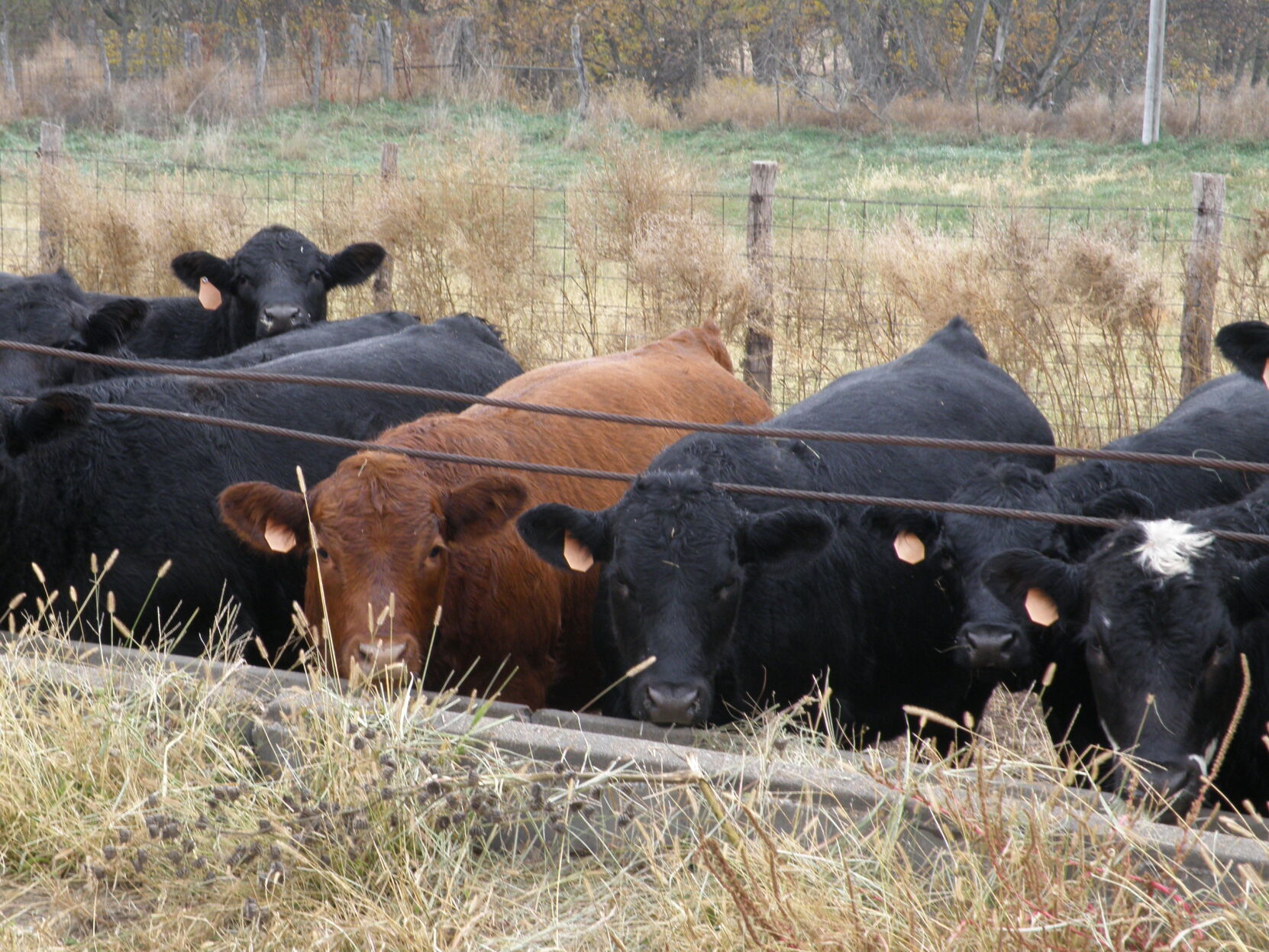 Calf immunity (3).JPG